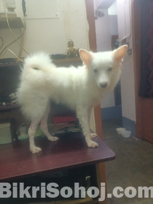 Japanese Spitz